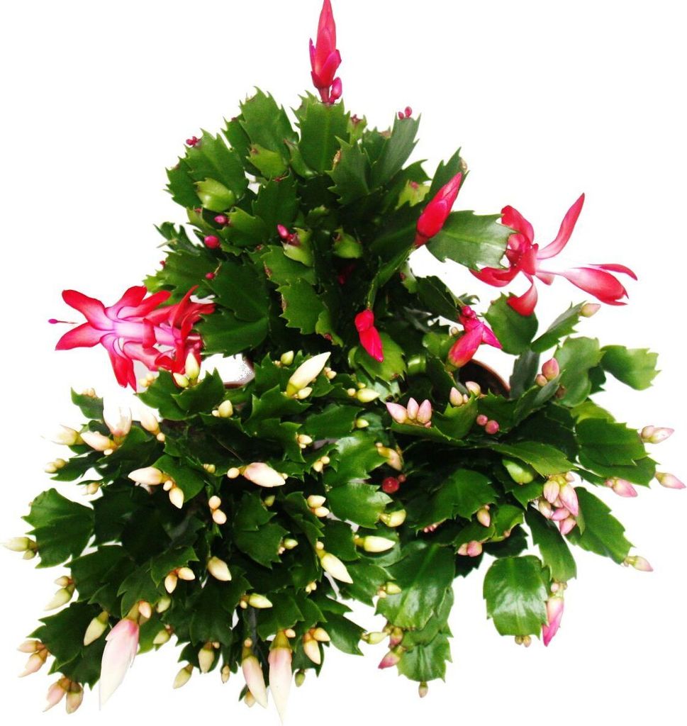 Kaktus bozonarodzeniowy - Schlumbergera - Zestaw 3 roslin