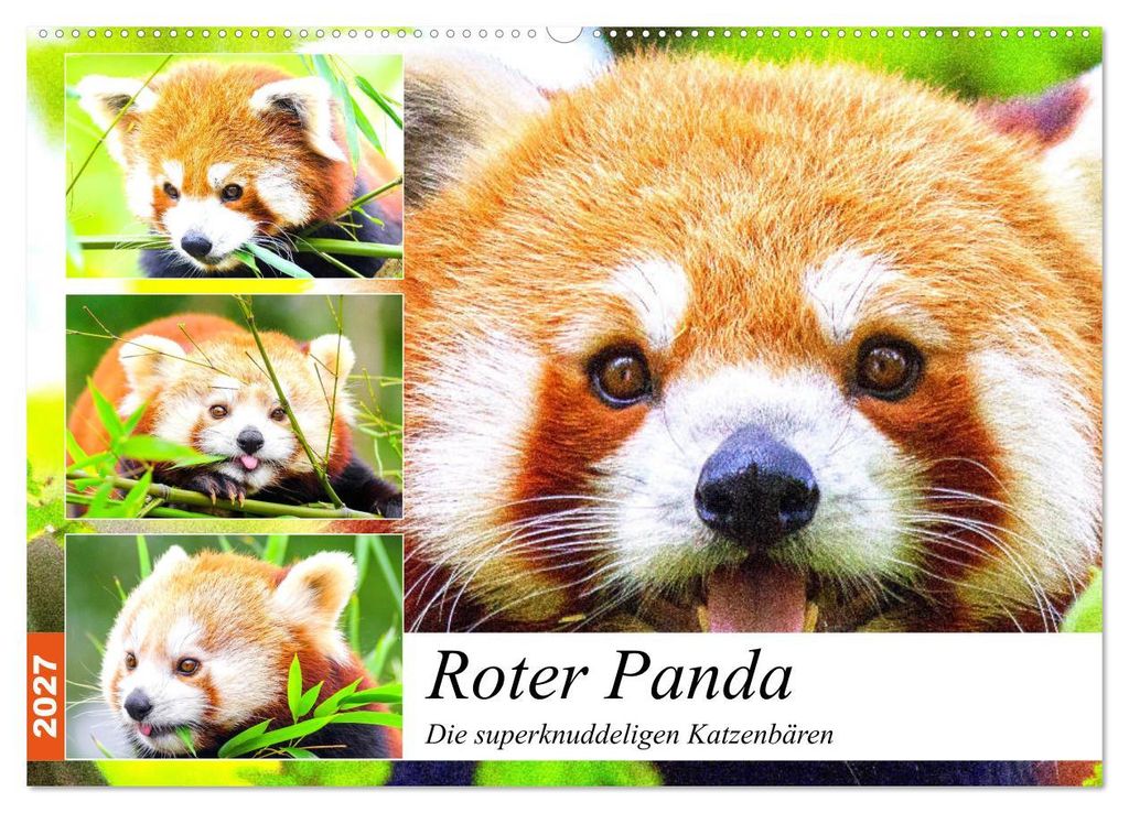 Roter Panda. Die superknuddeligen Katzenbären (Wandkalender 2027 DIN A2 quer), CALVENDO Monatskalender