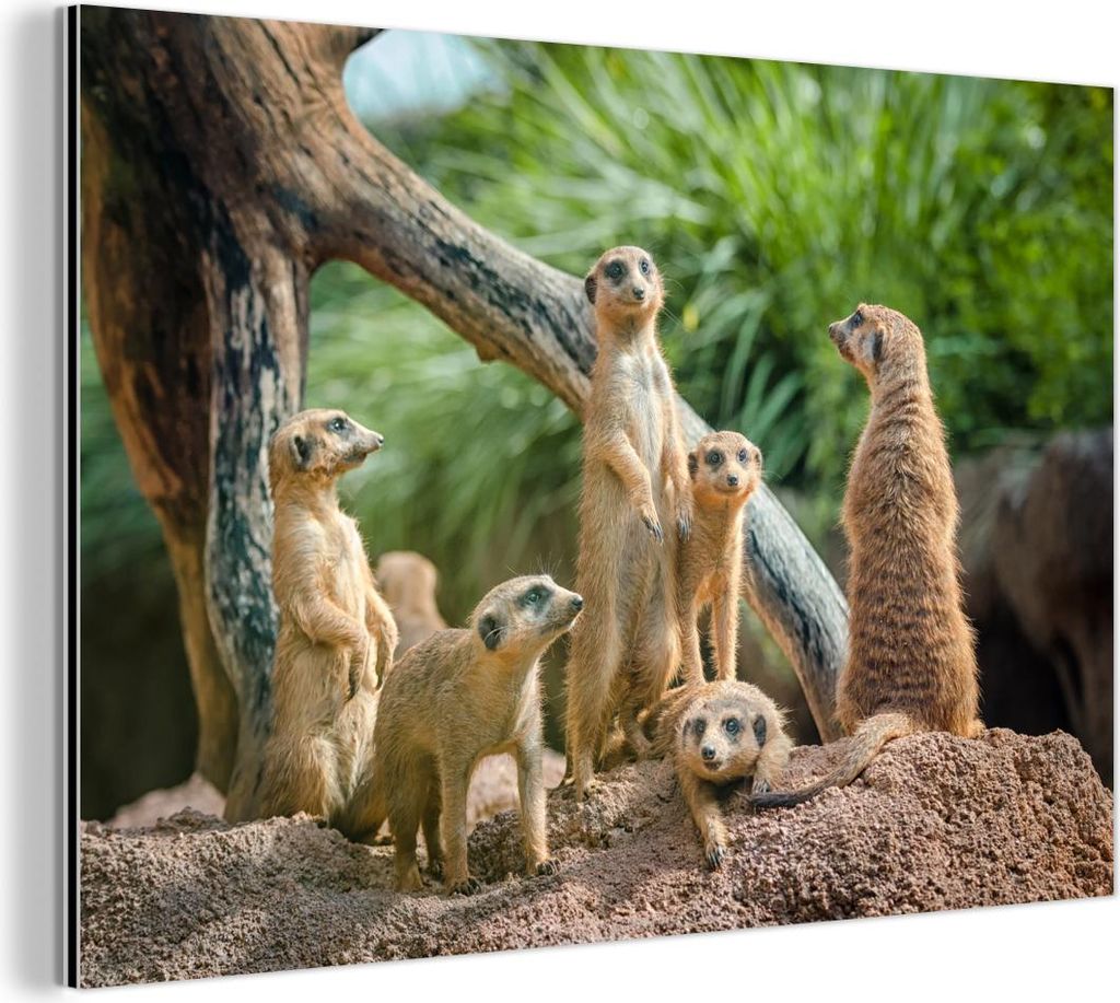 MuchoWow Wanddekoration Metall Metallbild Wandkunst 30x20 cm Erdmännchen - Familie - Tiere MuchoWow Aluminium Gemälde - Aluminiumgemälder