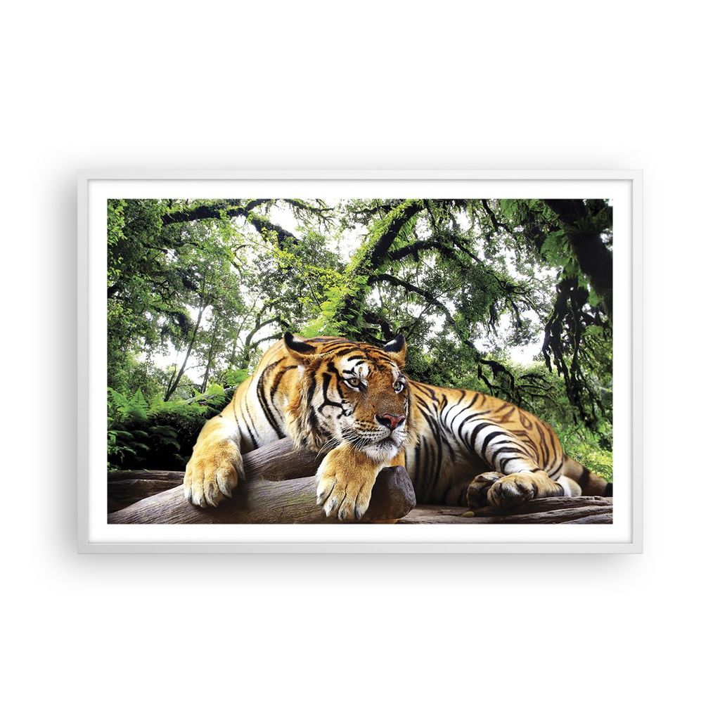 Gerahmtes Poster - Weißer Rahmen - Tiger Dschungel Ruhe - 91,5x61 cm - Wand Bild - Wanddeko - Wandbilder - Kunstposter - Wandposter - Bilderrahmen...