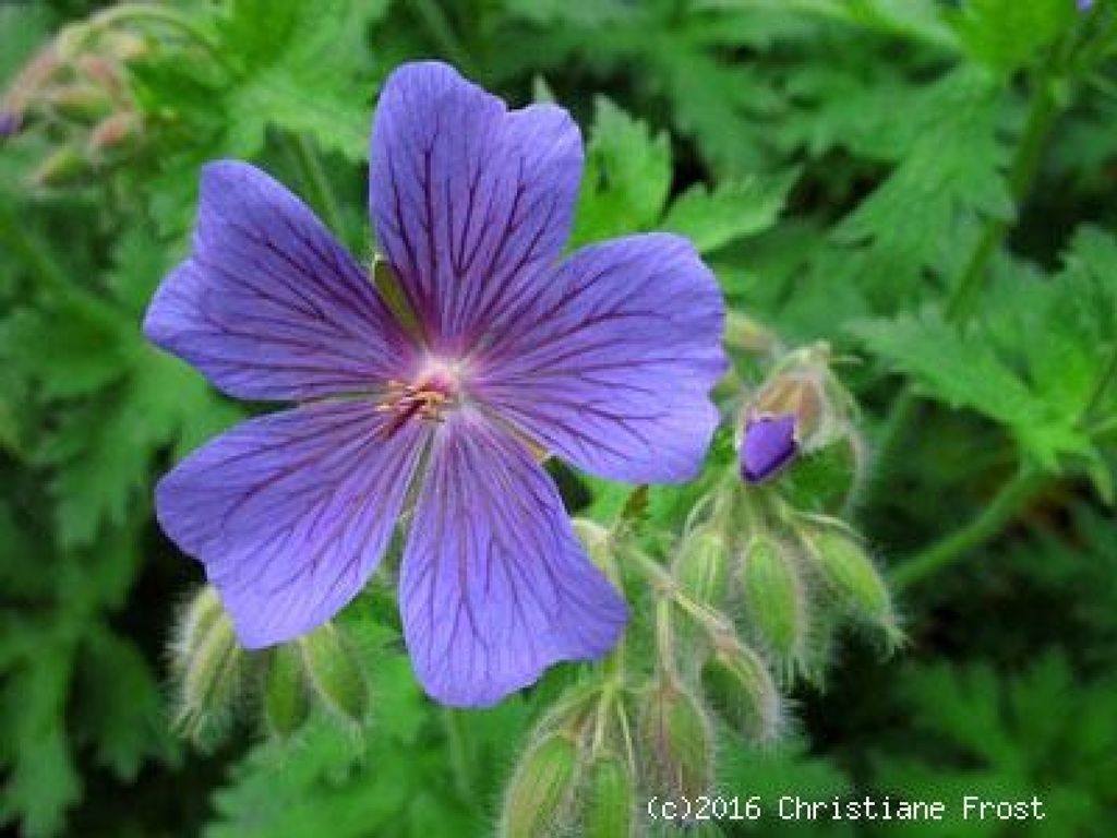 6 x Pracht-Storchschnabel Rosemoor - blauviolett - großblumig - TB 9