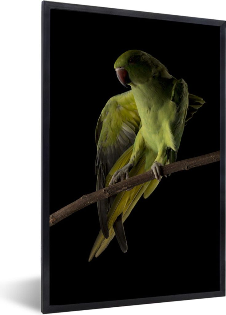 MuchoWow Gerahmtes Poster Papagei - Vogel - Zweig 20x30 cm - Poster mit Schwarzem Bilderrahmen Wandposter Rahmen Foto Bilder - Drucken - Bilder P...