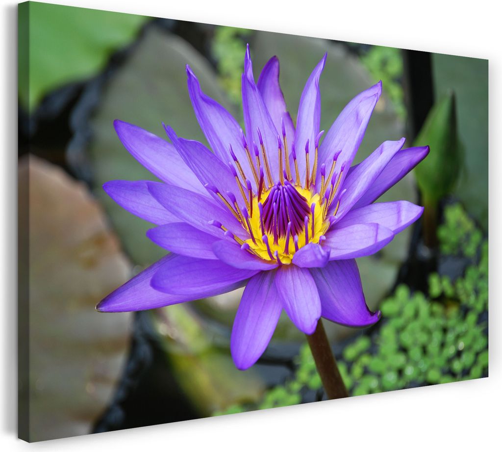 Leinwandbild (120x80cm): Blumen-Bild lila innen gelb Nahaufnahme vorne scharf hinten unscharf, echter Holz-Keilrahmen inkl. Aufhänger, handgeferti...