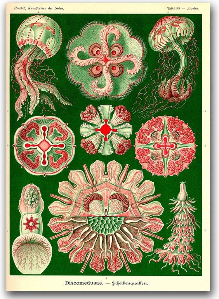 Poster - Canvas - Leinwand - 59,4 cm x 84,1 cm - Fotoposter - Leinwandkunst - Medusa Discomedusae