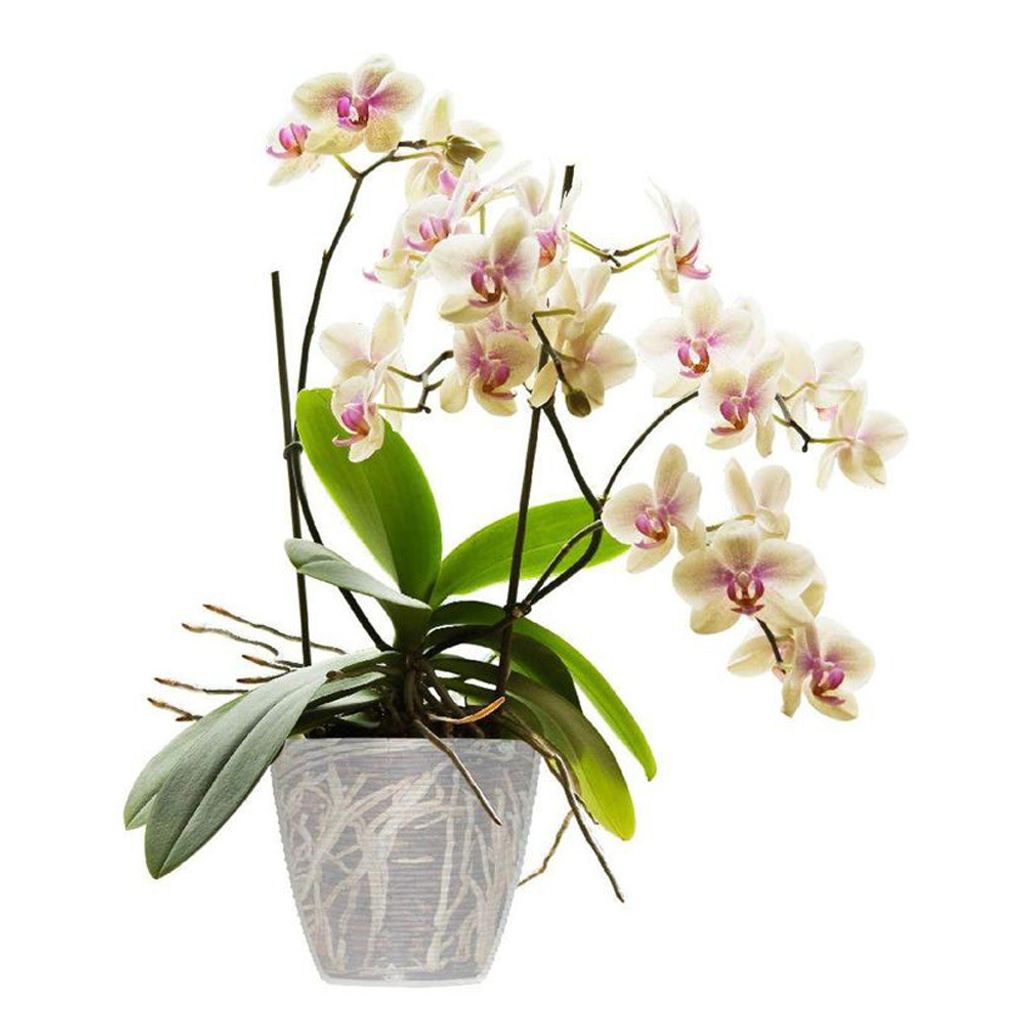 BAMA PAGLIA 14 cm, transparent Menge: 1 St