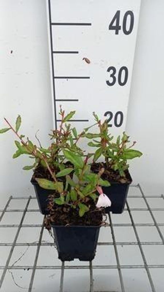 6 x Gaura lindh. 'Madonna' ( oenothera lindh.) - Gaura - Topf 9 x 9 cm