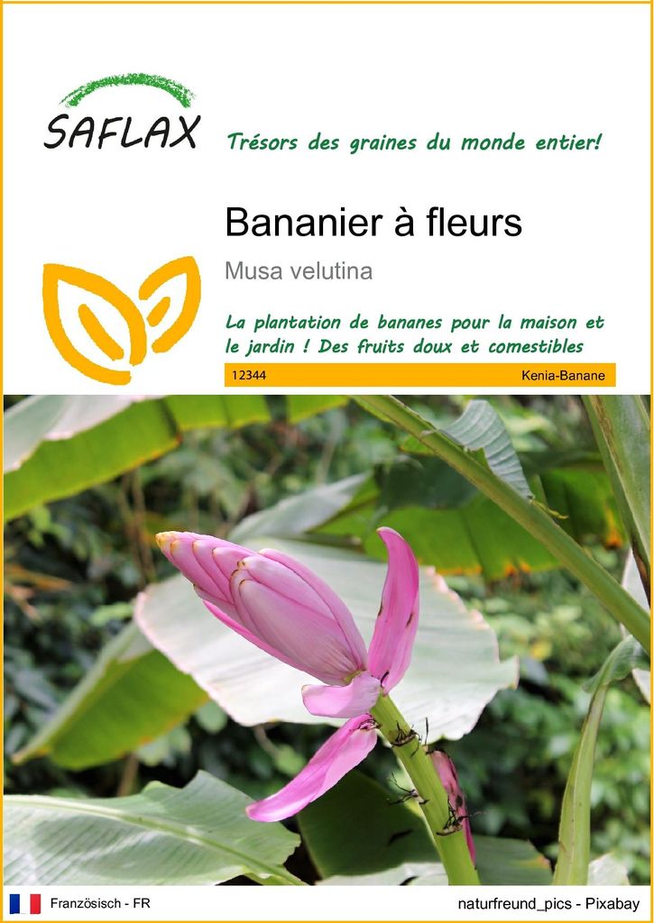 SAFLAX  - Bananier à fleurs - 8 graines - Musa Image du produit 