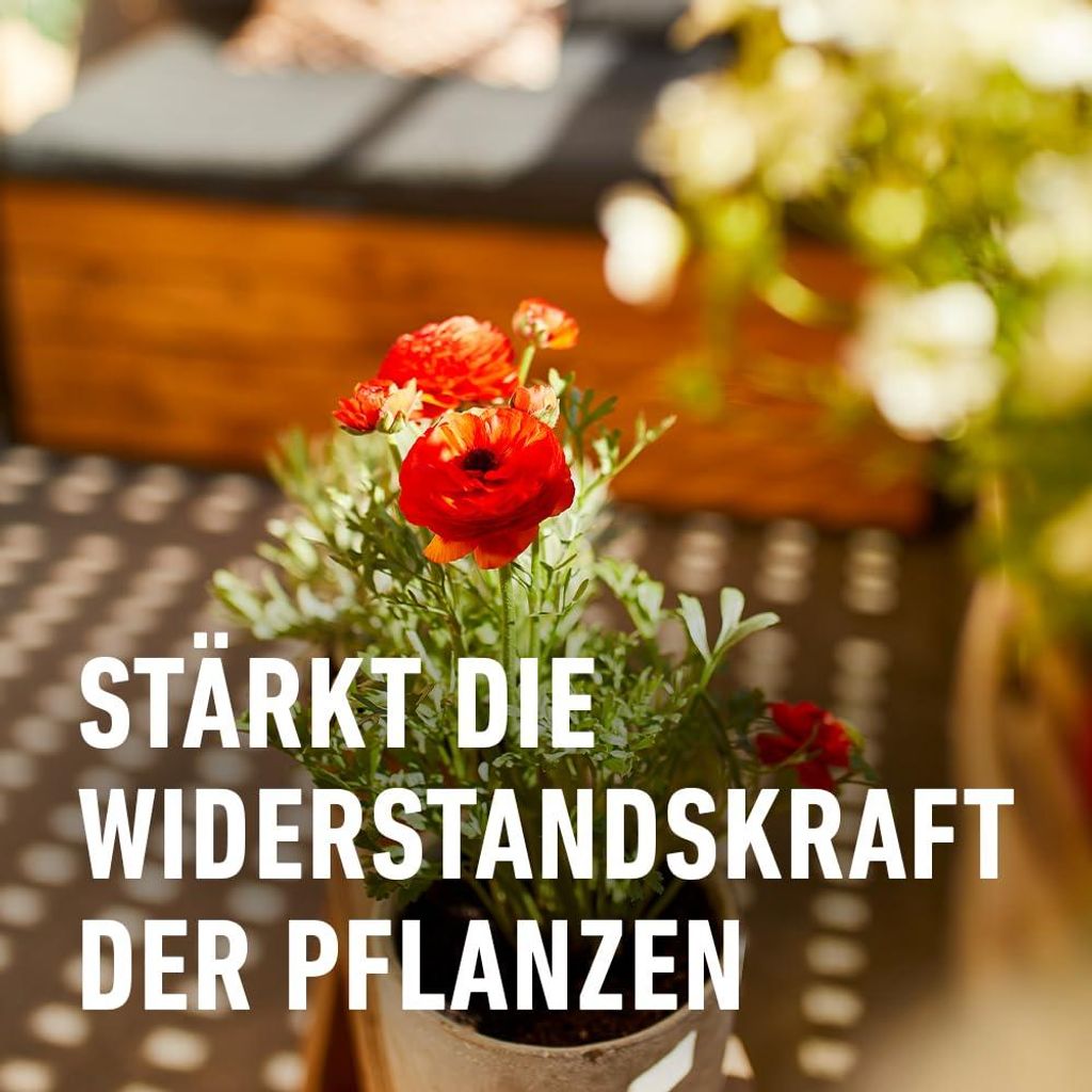 COMPO Balkon- & Kbelpflanzendnger 2,5 Liter Dnger