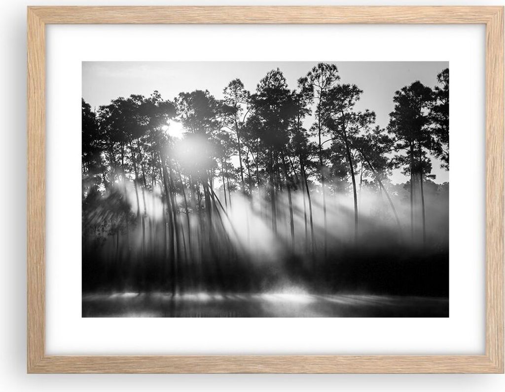 Gerahmtes Poster - Rahmen in heller Eiche - Wald Kiefer Sonne - 40x30 cm - Wand Bild - Wanddeko - Wandbilder - Kunstposter - Wandposter - Bilderrah...