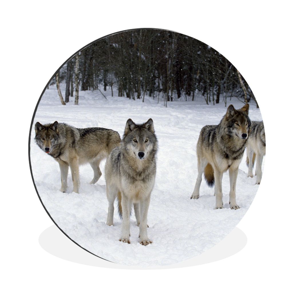 MuchoWow Aluminium Wandkreis Wolf - Schnee - Kanada Ø 90 cm Wanddeko Modern Wohnzimmer - Mauerkreis - Wandbilder - Runde Bild - Bild aus Alumini...