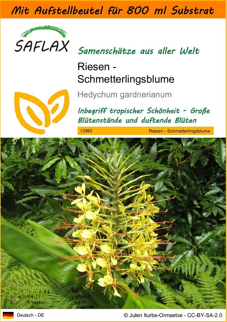 SAFLAX - Garden in the Bag - Riesen - Schmetterlingsblume - 10 Samen - Mit Anzuchtsubstrat im praktischen, selbst aufstellenden Beutel - Hedychum g...