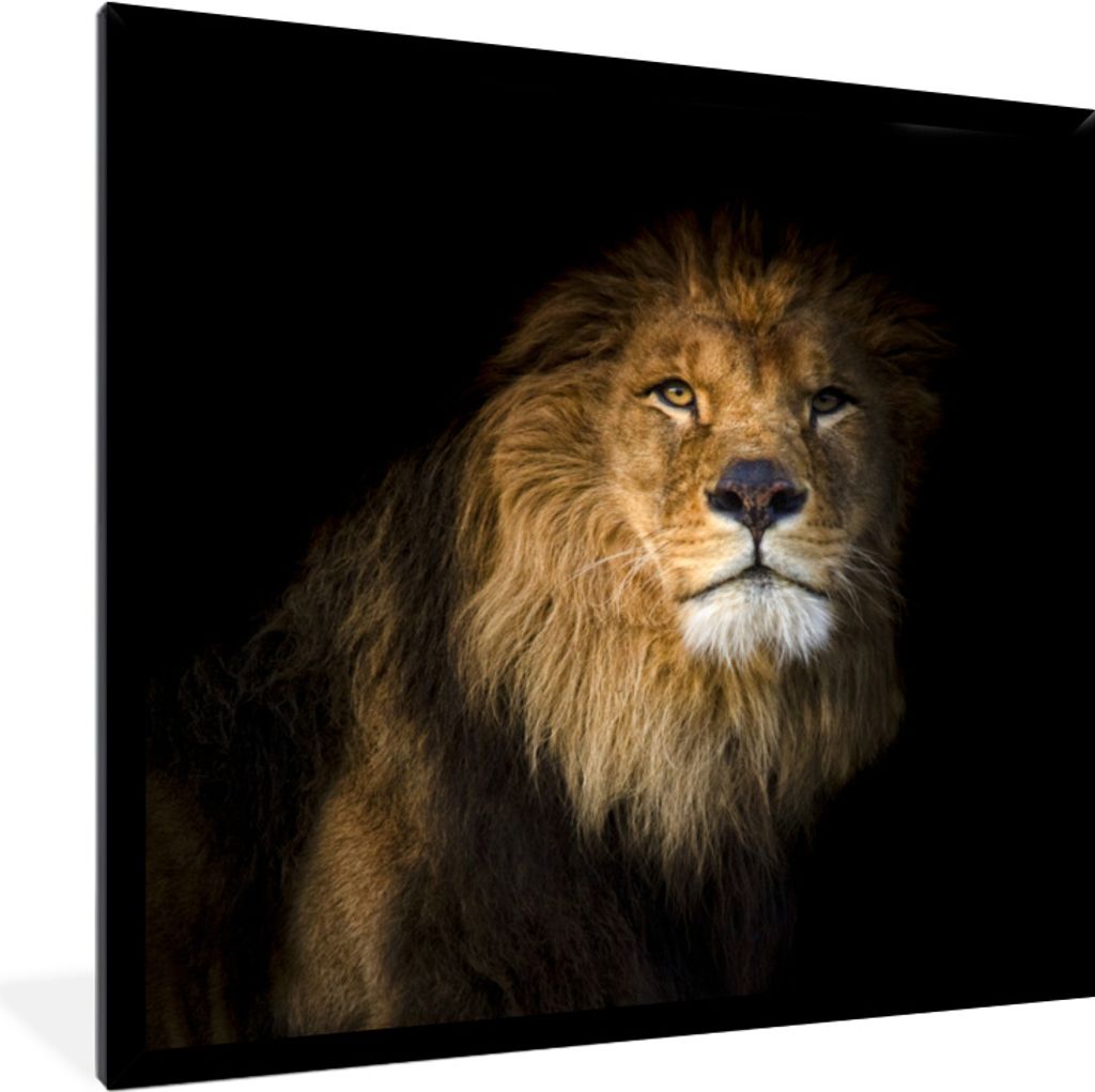 MuchoWow MuchoWow Gerahmtes Poster Löwe - Tier - Schwarz 40x40 cm - Poster mit zchwarzem Bilderrahmen - Mit Rahmen - Wanddekoration Schlafzimmer