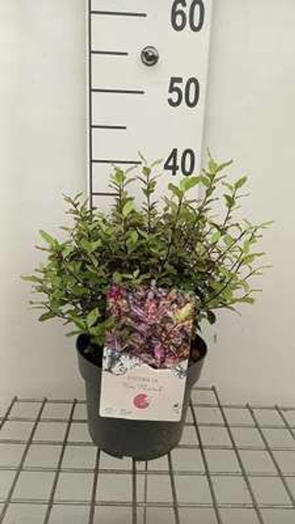 Pittosporum ten. 'Tom Thumb' - Australischer Lorbeer 25- 30 cm - Container