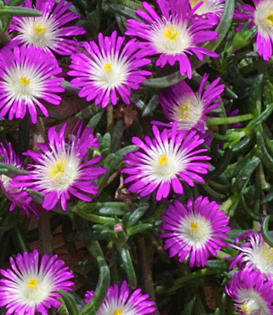 BALDUR Garten 3x Winterharte Eisblume Violett Wonder, Produktbild 