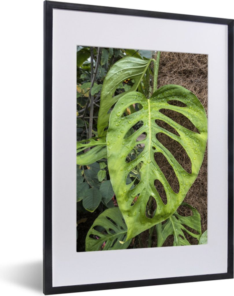 MuchoWow MuchoWow Gerahmtes Poster Musterblätter mit natürlichem Hintergrund 30x40 cm - Poster mit zchwarzem Bilderrahmen - Wandposter Schlaf...