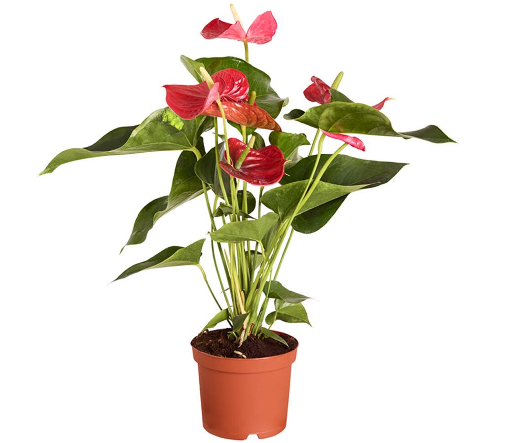 Dehner Große Flamingoblume - Anthurie, rot-farbene Blüten, Produktbild 