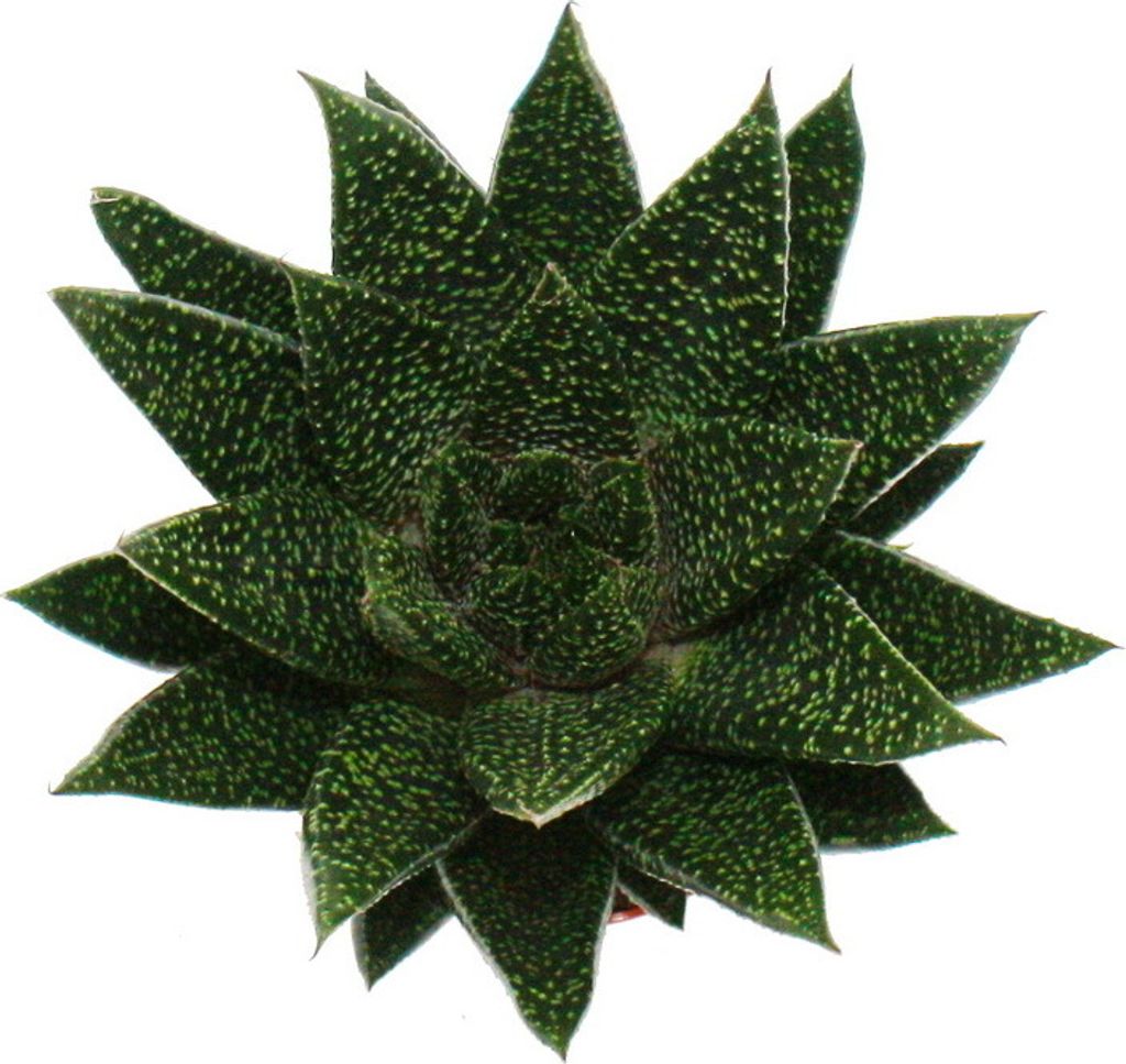 Succulente - Gasteria d due - Gasteria - Vaso da 8,5 cm Immagine del prodotto 