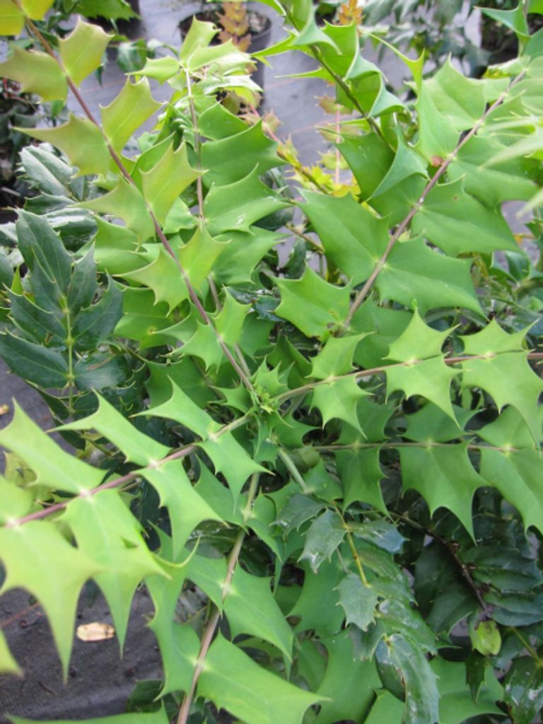 Mahonia bealei - Schmuck Mahonie - 80-100