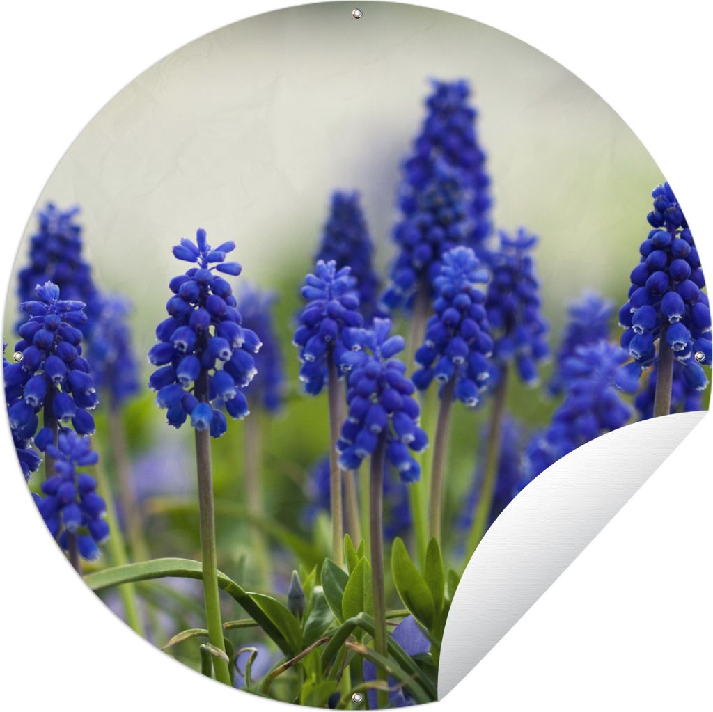 MuchoWow Gartenposter Outdoor-Poster Rund Kleine Traubenhyazinthen Ø 60 cm Gartendeko Rundes Poster draußen