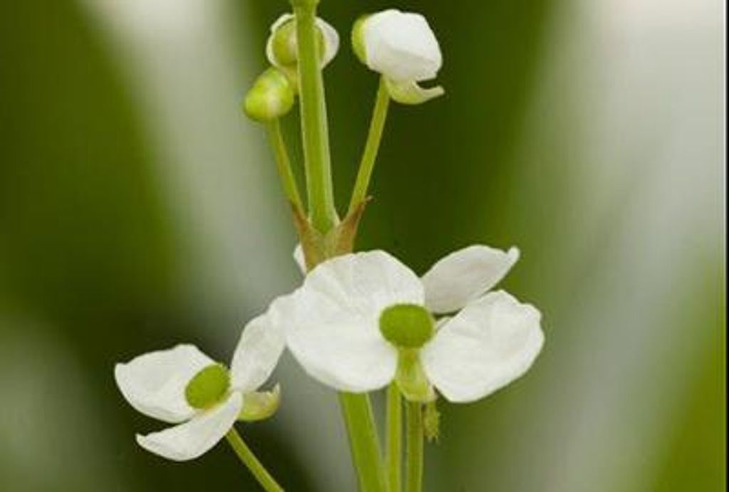 6 x Sagittaria graminea - Grasblättrige Pfeilkraut - Topf 9 x 9 cm