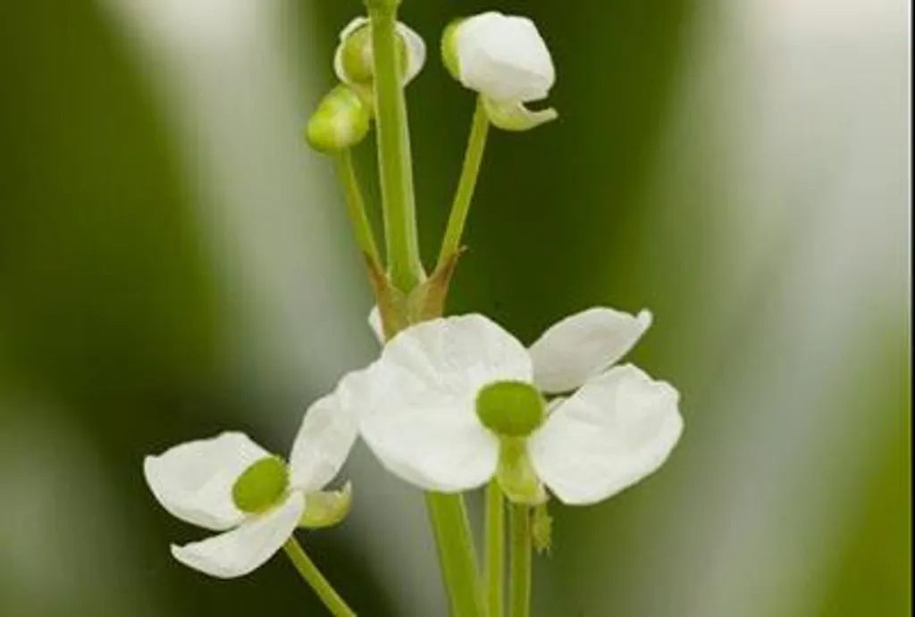Équilibrer son bassin avec 6 Sagittaria graminea Arbalète 9x9 cm