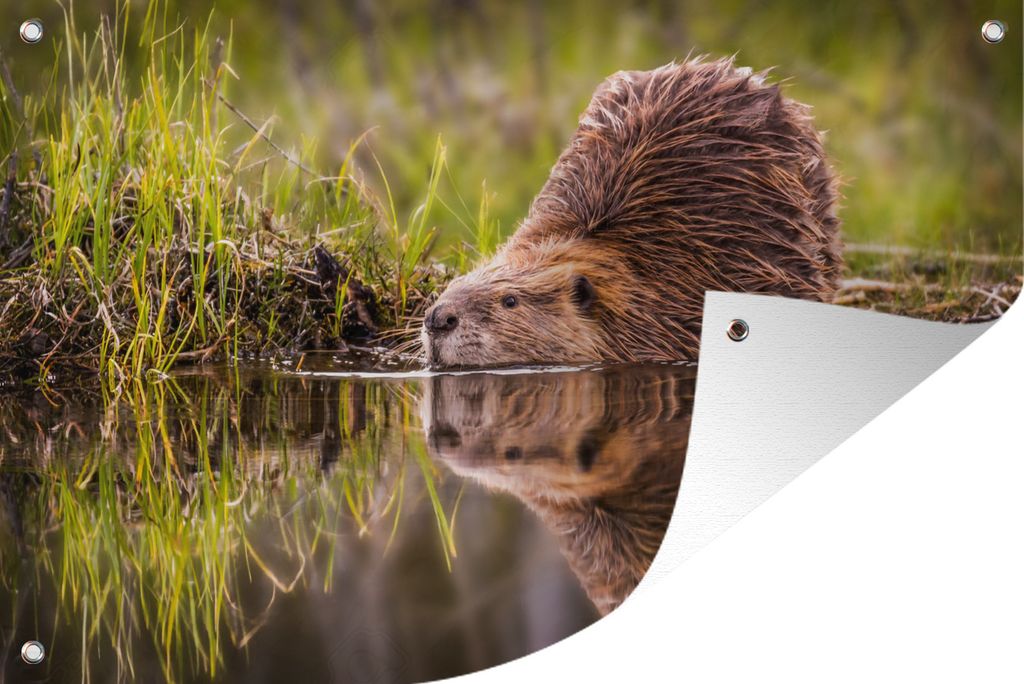 MuchoWow 90x60 cm Outdoor-Poster Gartendeko Sichtschutz Garten Poster für den Garten Biber im Wasser