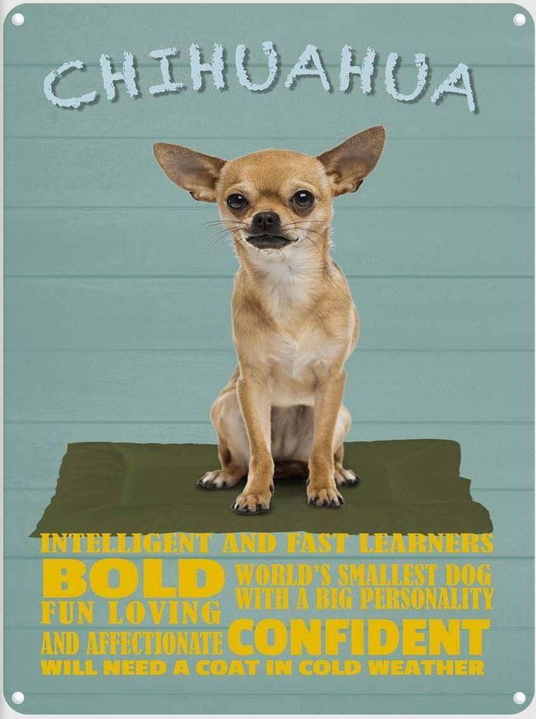 vianmo Blechschild 40x30 cm Chihuahua Hund bold confident Produktbild 