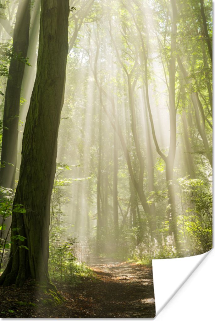 MuchoWow Poster Wald - Licht - Natur - Landschaft 80x120 cm - Papierdruck