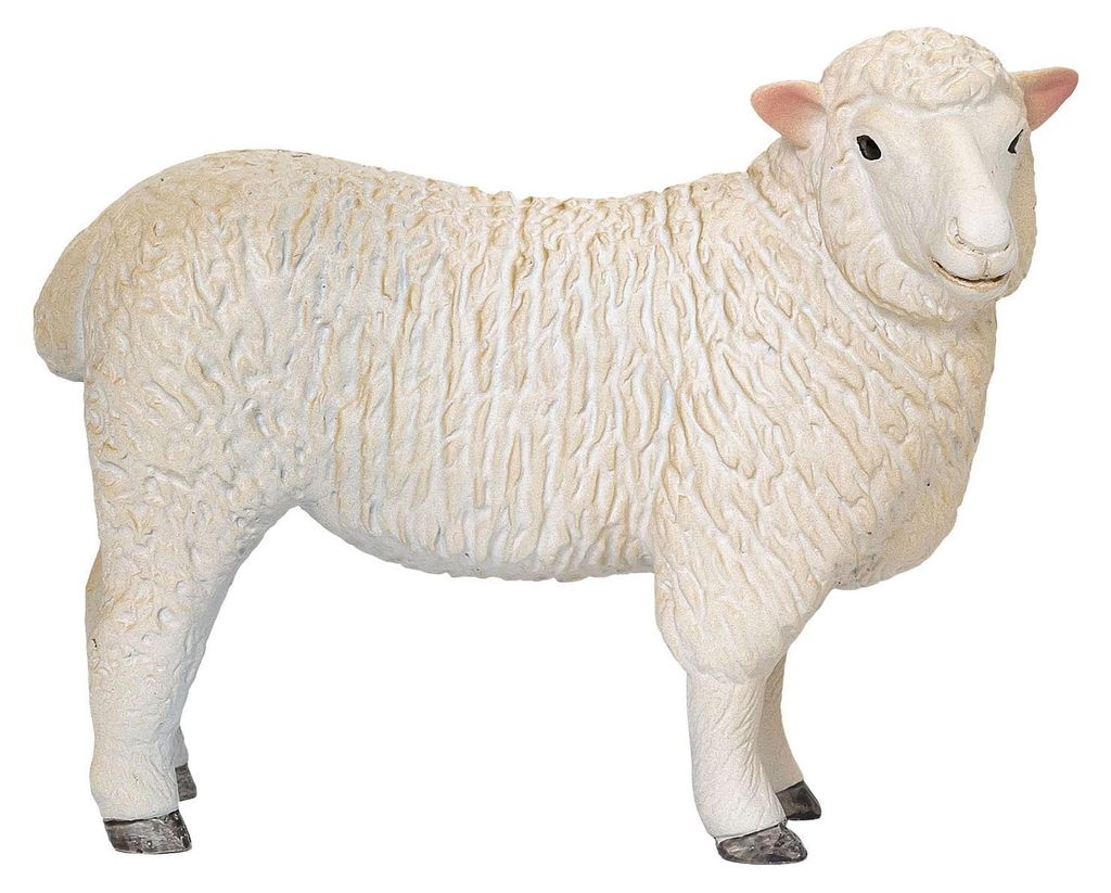 Mojo Ackerland Romney Schaap ooi - 381064