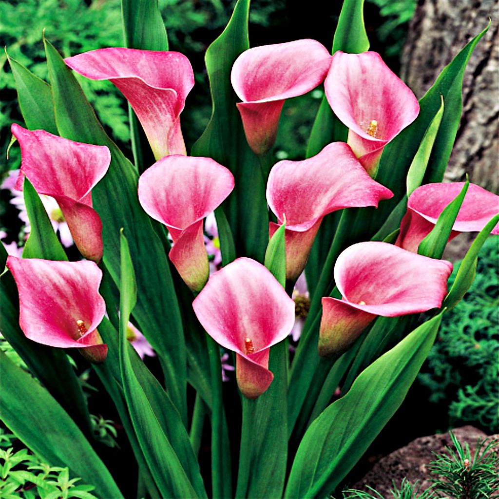 Zantedeschia Calla Kalla Kalia růžová 1 ks Cibule květinové Obrázek produktu 