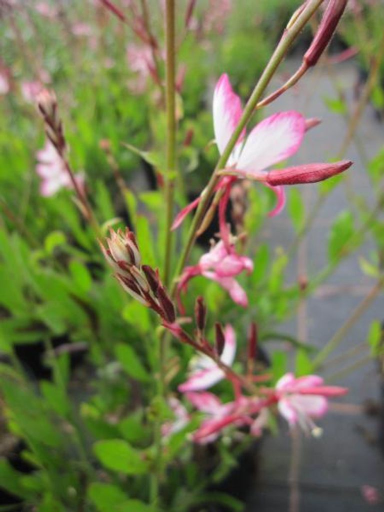 Garten-Prachtkerze Gambit Rose Bicolor - Gaura lindheimeri Gambit Rose Bicolor