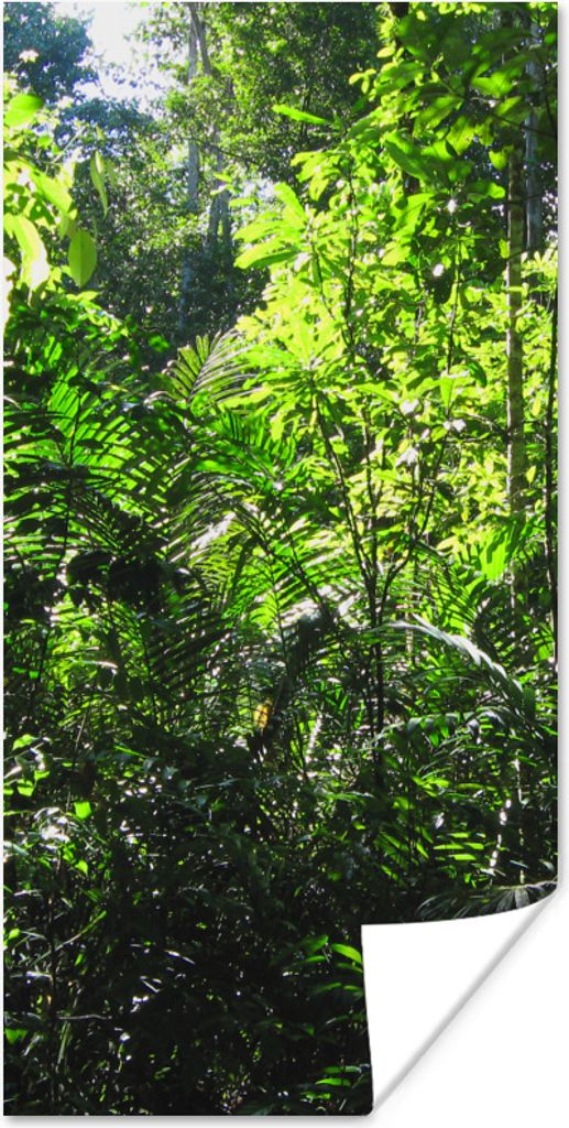 MuchoWow Poster Regenwald Brasilien Fotodruck 80x160 cm - Kinderzimmer