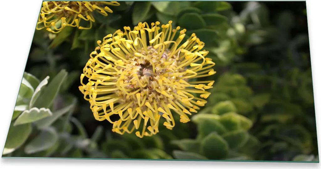 Copertura Piano Cottura 80x52 Giallo Naturale | Paraschizzi Vetro Temperato