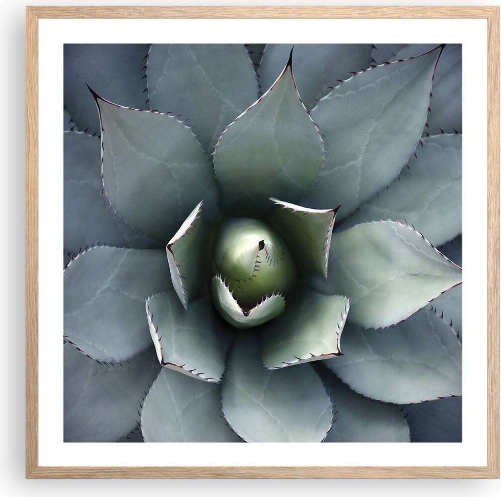 Gerahmtes Poster - Rahmen in heller Eiche - Blau Blätter Agave - 60x60 cm - Wand Bild - Wanddeko - Wandbilder - Kunstposter - Wandposter - Bilderr...