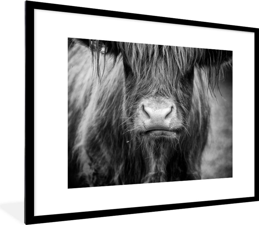MuchoWow Gerahmtes Poster Schottischer Highlander - Haare - Tiere 80x60 cm - Poster mit Schwarzem Bilderrahmen Wandposter Rahmen Foto Bilder - Sc...