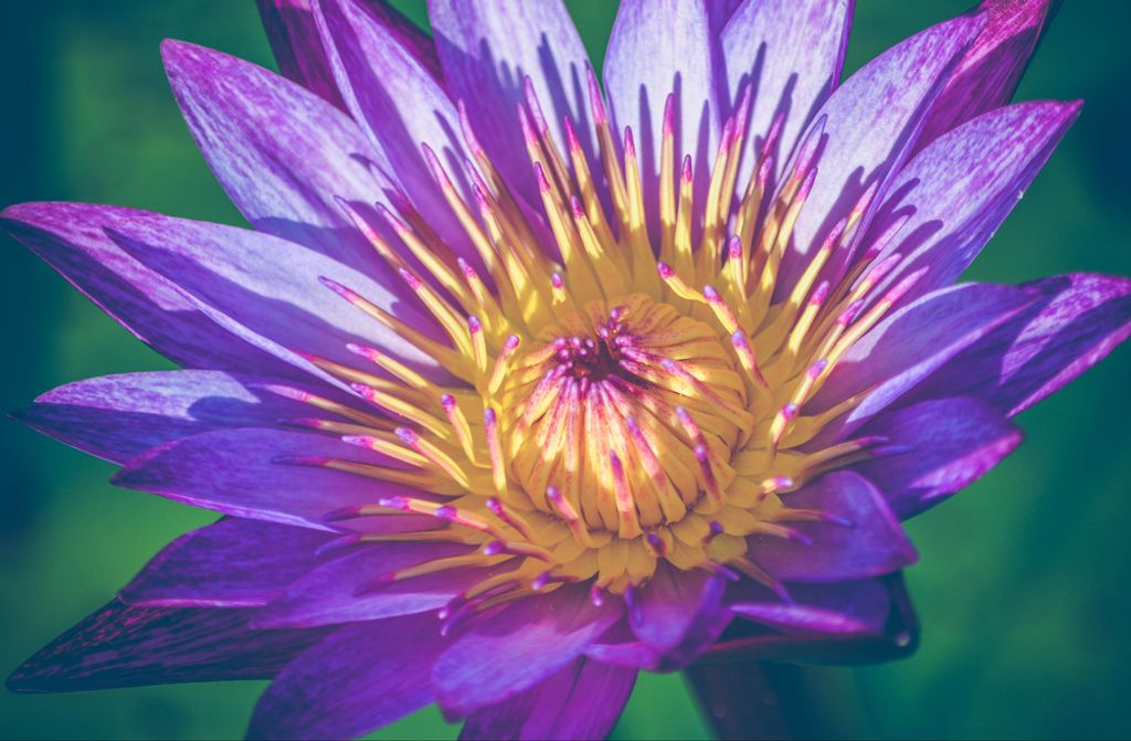 hansepuzzle 85320 - Lila Blume Puzzle, 500 Teile, Natur, 46,0 x 30,0cm mit hochwertiger Aufbewahrung, Kartonbox und wiederverschließbarem Beutel