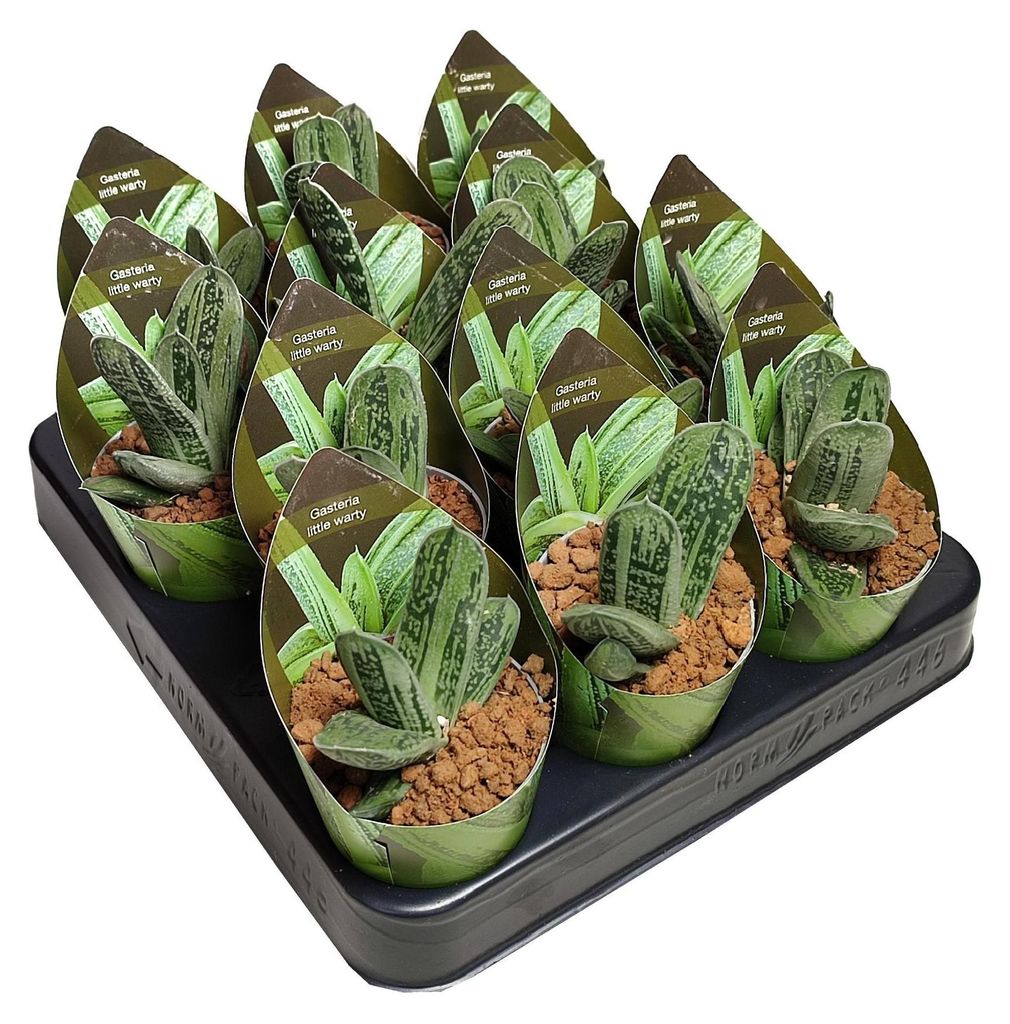 Kaktus-Kobra – Opuntia reticulata "Cobra" – ein Produktbild 