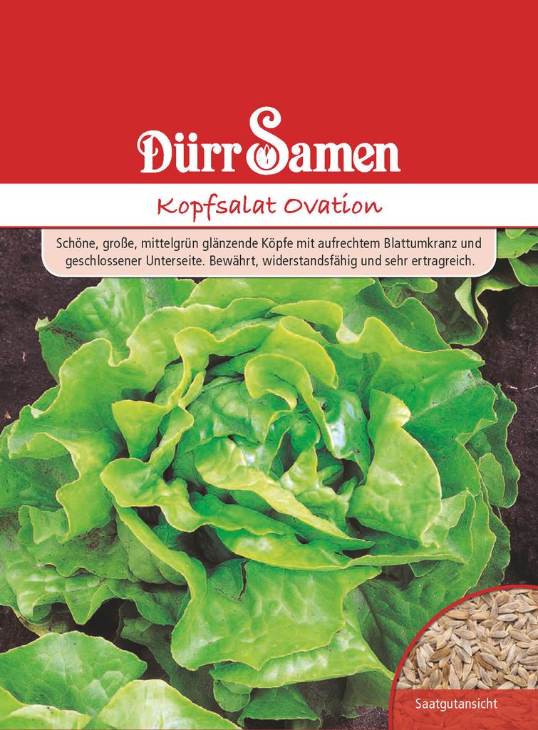 Dürr-Samen - Kopfsalat Ovation - Saatgut - 1125