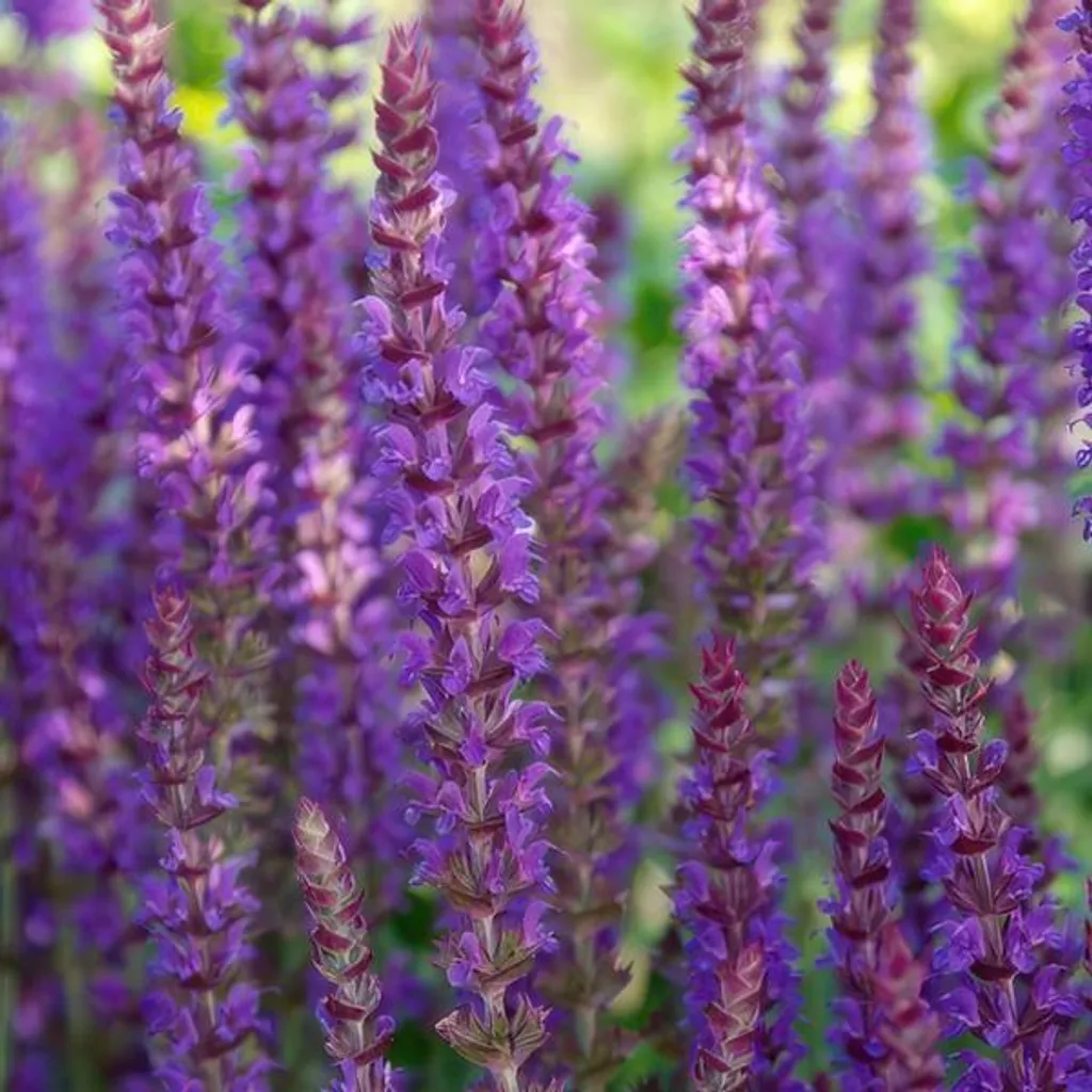 Sauge Salvia nemorosa vivace pour fleurir les sols difficiles et secs