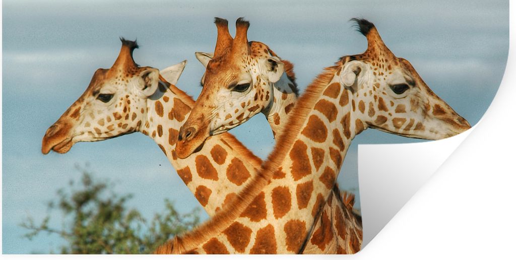MuchoWow Wandtattoo Wandsticker Wandaufkleber Giraffen - Luft - Tiere 120x60 cm Selbstklebend und Repositionierbar - Sticker - Dekorfolie