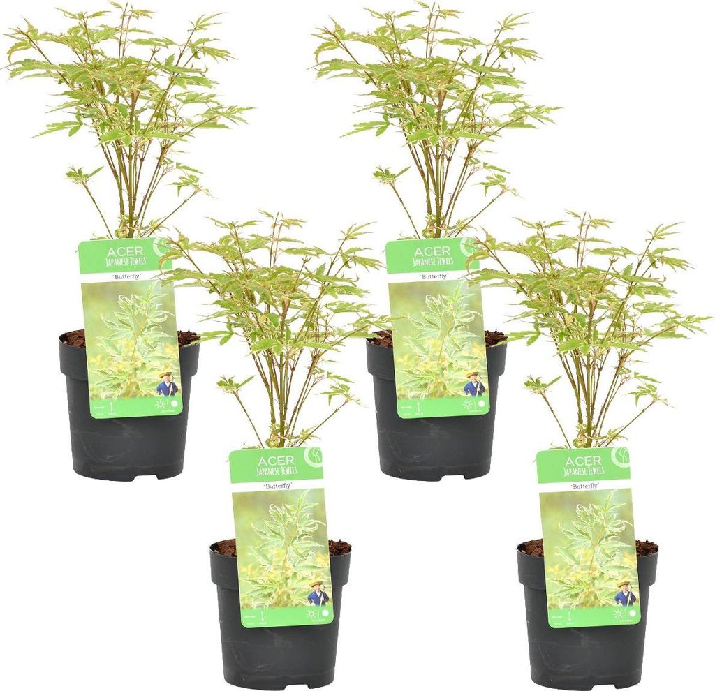 Bloomique - 4er Set - Acer Butterfly - Japanischer Ahorn - Produktbild 