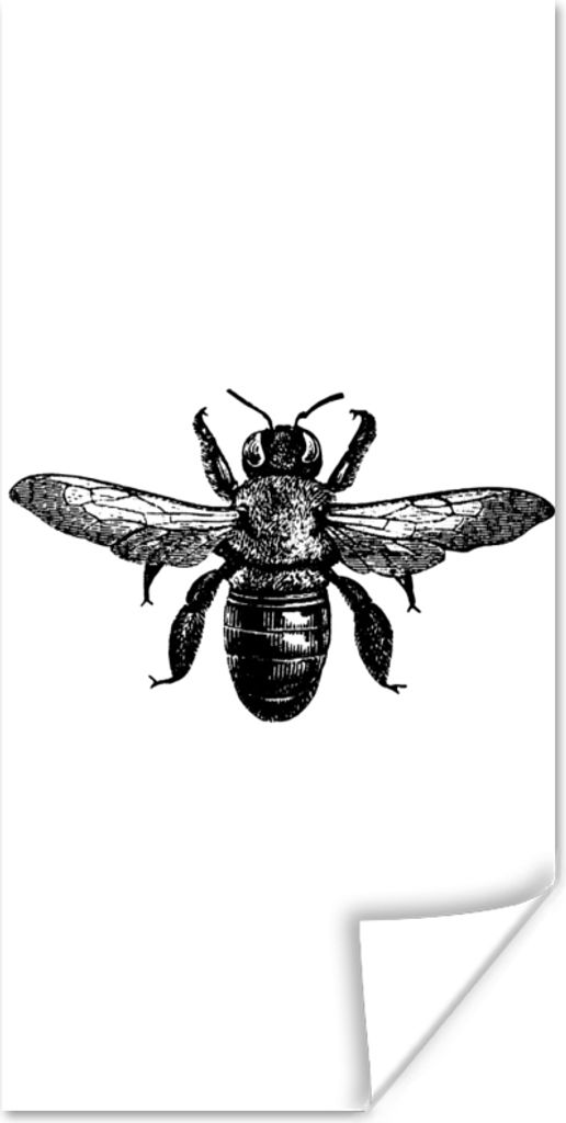 MuchoWow Poster Biene - Insekt - Vintage - Schwarz und weiß 75x150 cm - Dekoration für die Wände