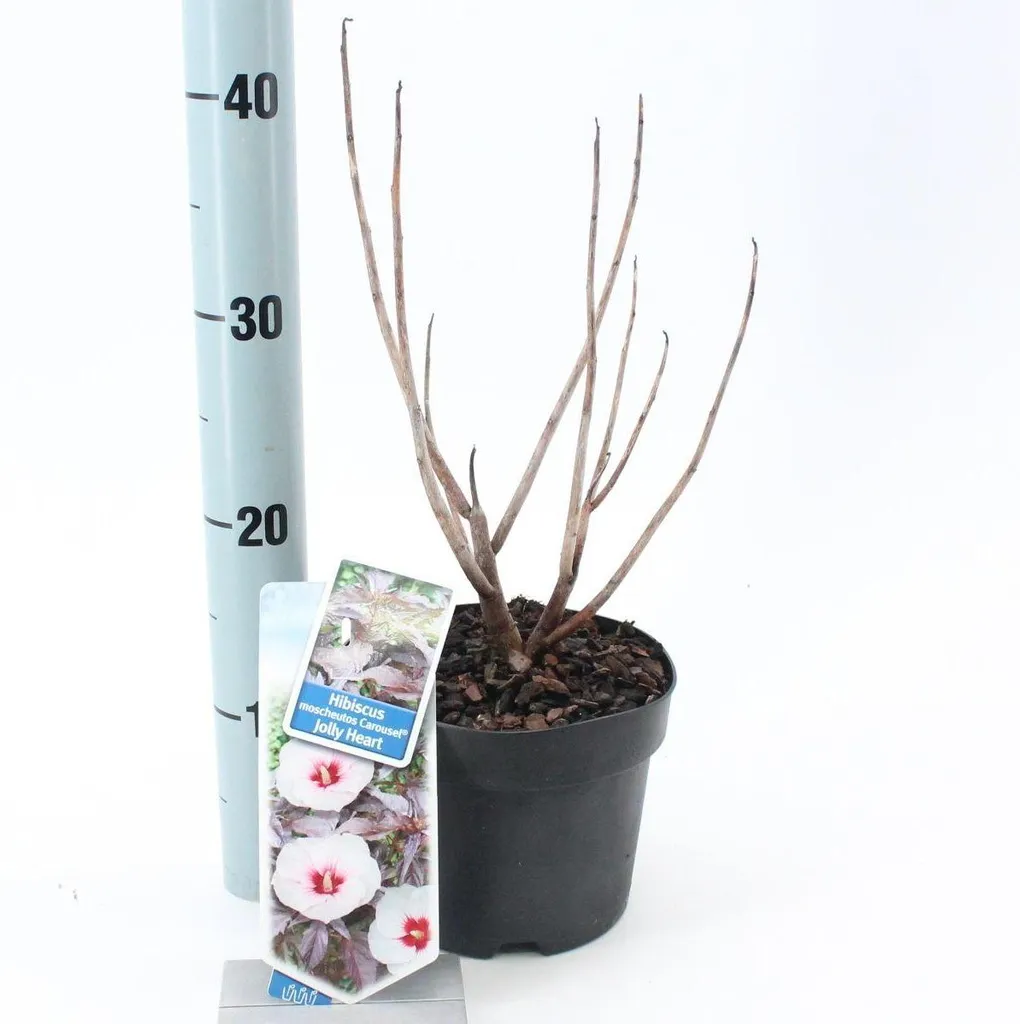 Plante Hibiscus d'ornement Carousel Jolly Heart - Arbuste en Pot 40cm