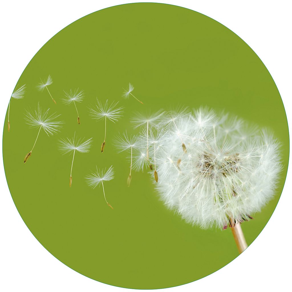 Wallario Premium Glasbild, freischwebende Optik, kräftige Farben, rund 50cm Durchmesser, Motiv Pusteblume auf der Wiese mit fliegenden Samen