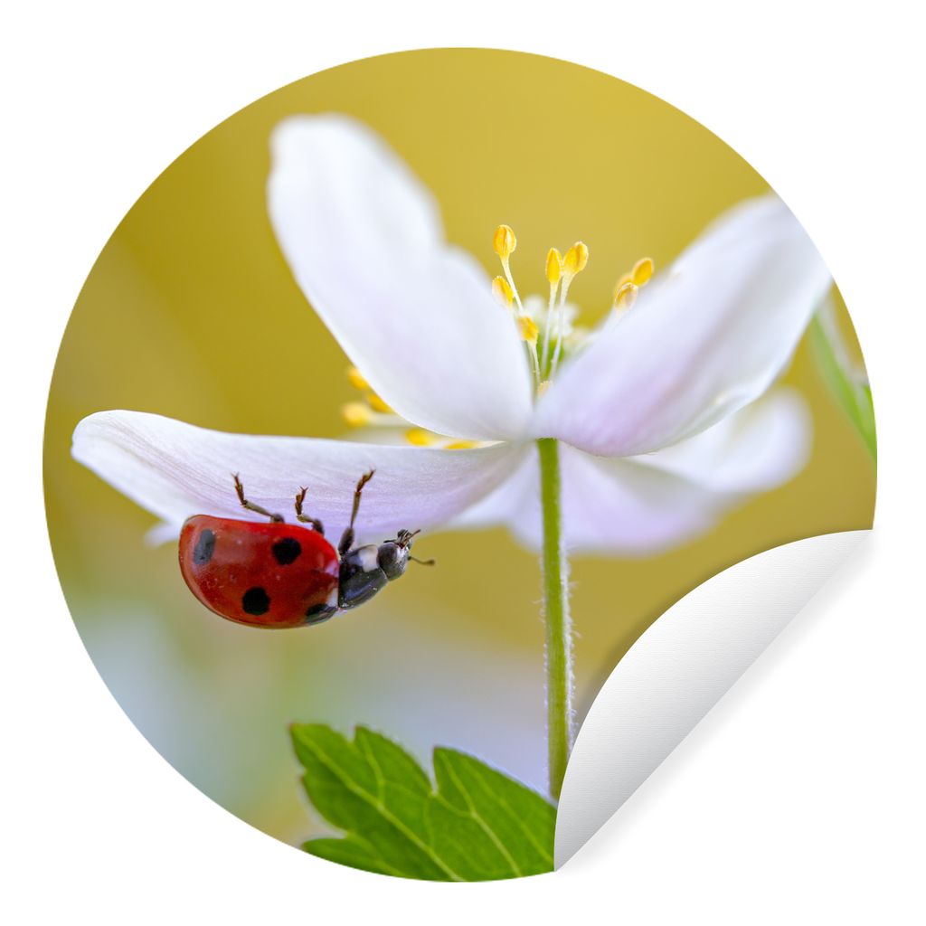 MuchoWow Runde Wandtattoo - Wandsticker Tapete Aufkleber Blume - Insekt - Frühling Ø 80 cm Selbstklebend und Repositionierbar - Wandaufkleber -...