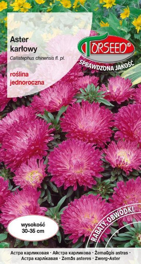 Samen von Pink Violet Dwarf Aster - Torseed