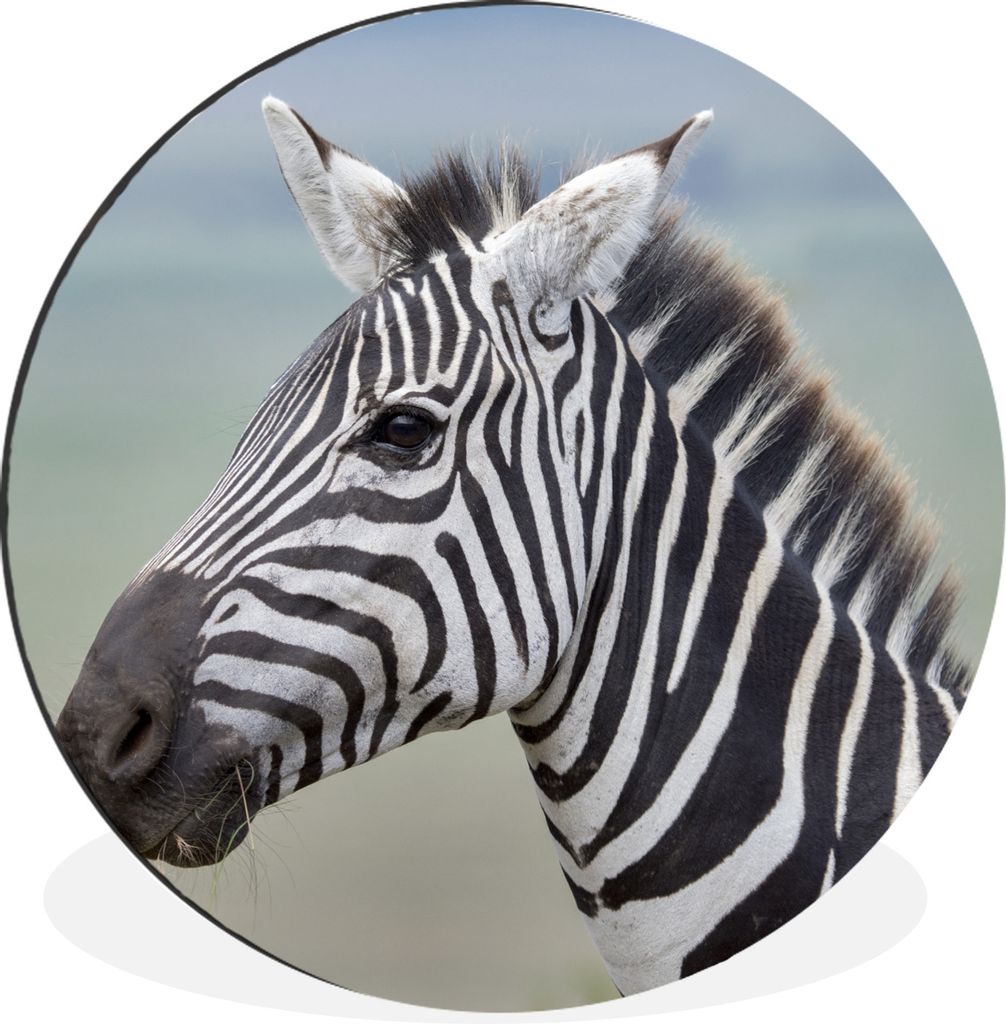 MuchoWow Aluminium Wandkreis Zebra Nahaufnahme Ø 30 cm Wanddeko Modern Wohnzimmer - Wand Bild - Wohnzimmer - Runde Bilder - Alubilder - Kunst f...