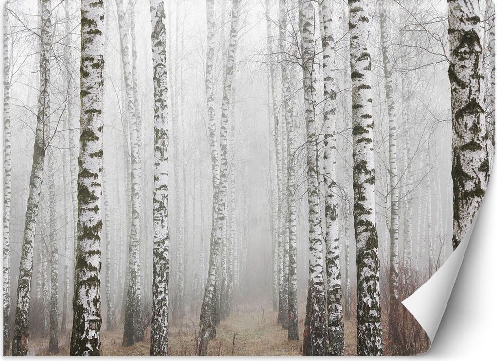 Vlies fototapete Birkenwald im Nebel 200x140 cm Feeby Grau inkl. Kleber einfache Montage