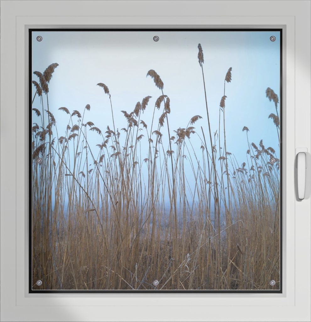 Wallario Lichtschutzbild, Dekorativer Sichtschutz Sonnenschutz 96 x 100 cm mit Motiv: Schilfrohr am See vor blauem Himmel - Verdunklung ohne Bohren