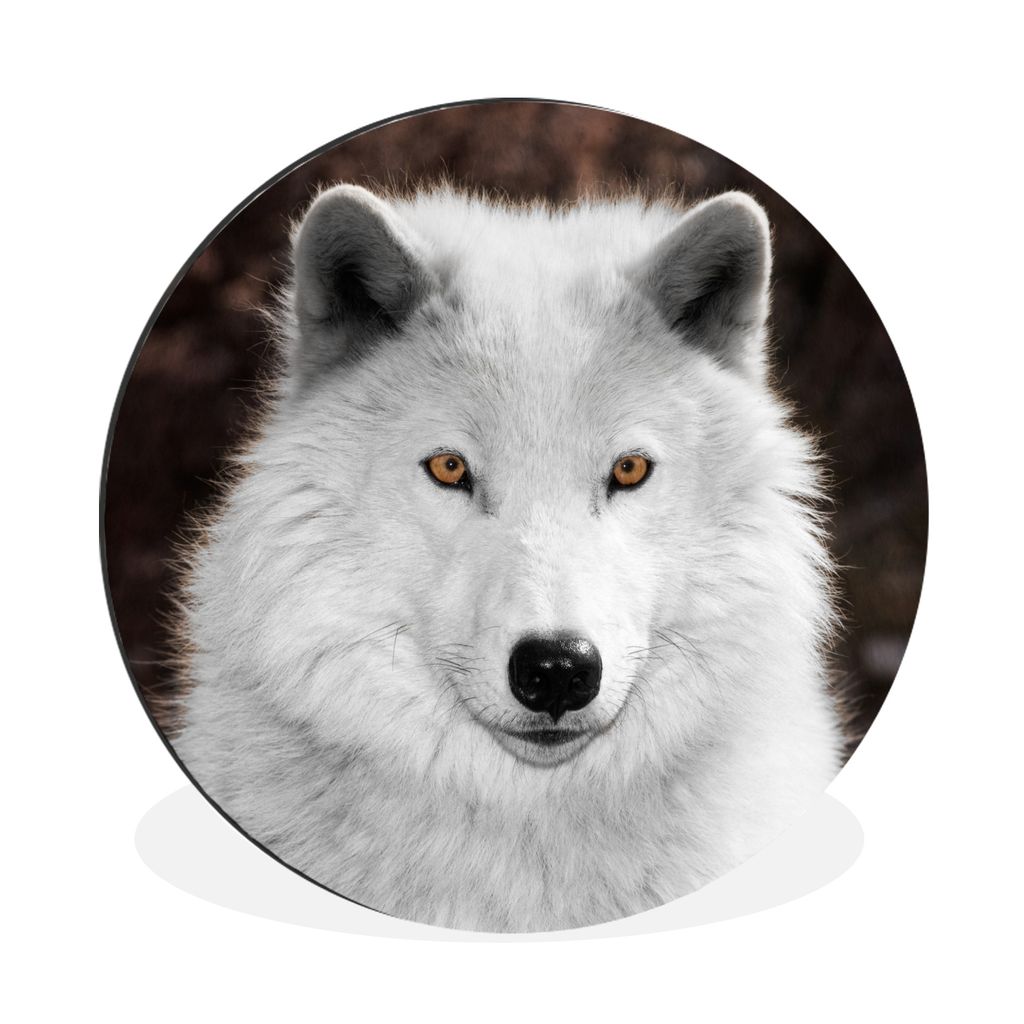 MuchoWow Aluminium Wandkreis Wolf - Weiß - Porträt Ø 90 cm Wanddeko Modern Wohnzimmer - Mauerkreis - Wandbilder - Runde Bild - Bild aus Alumin...